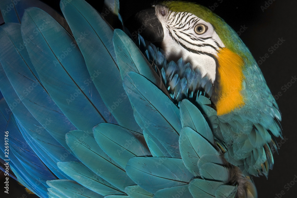 Obraz premium Guacamayo