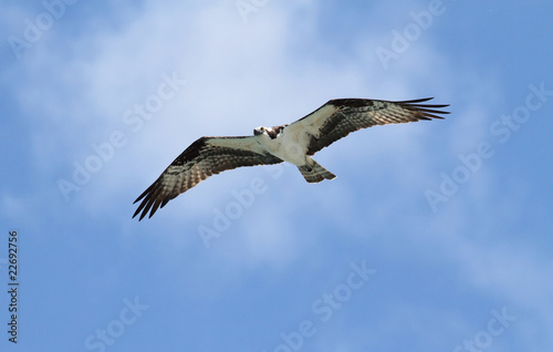 Osprey (pandion haliaetus) © Steve Byland