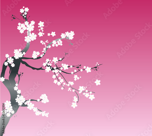 White cherry tree