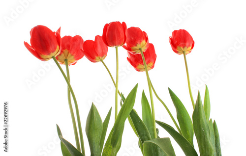 tulips from below  isolated.