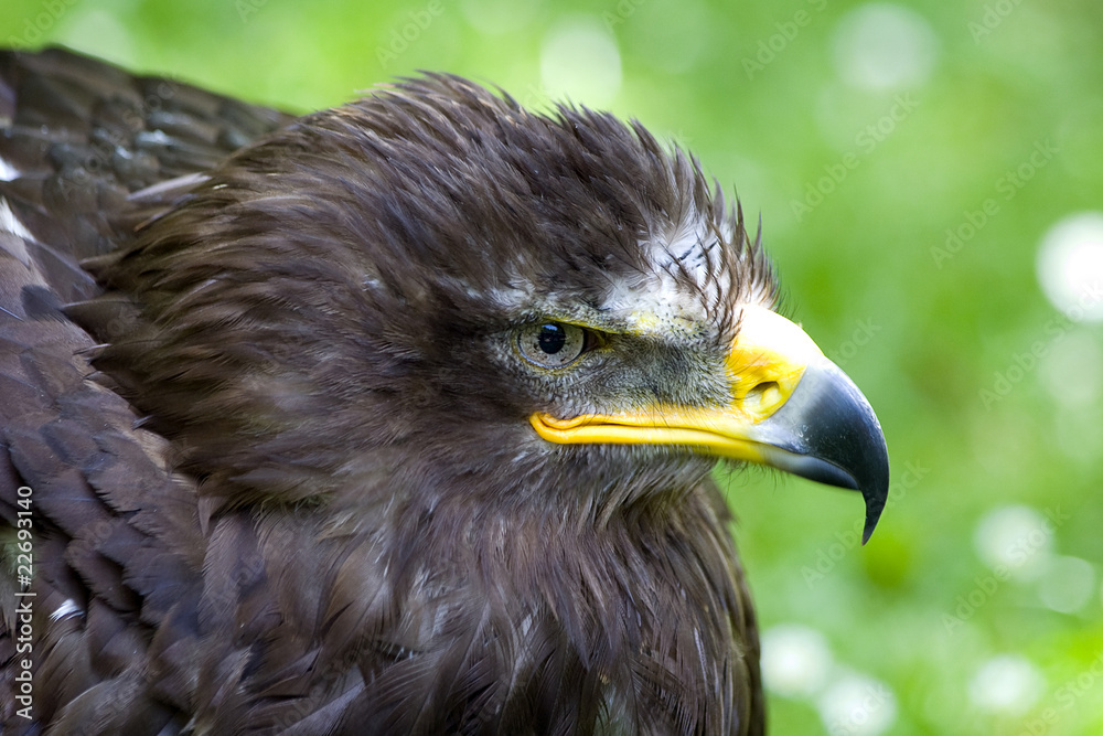 Fototapeta premium Portrait eines Greifvogels