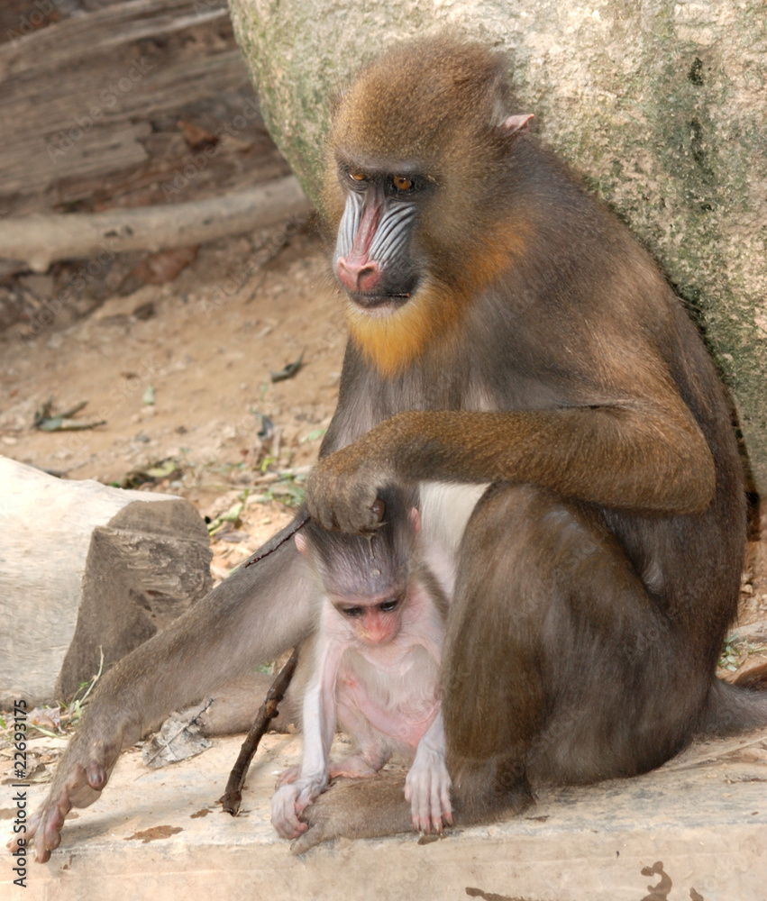 animal monkey mandrill