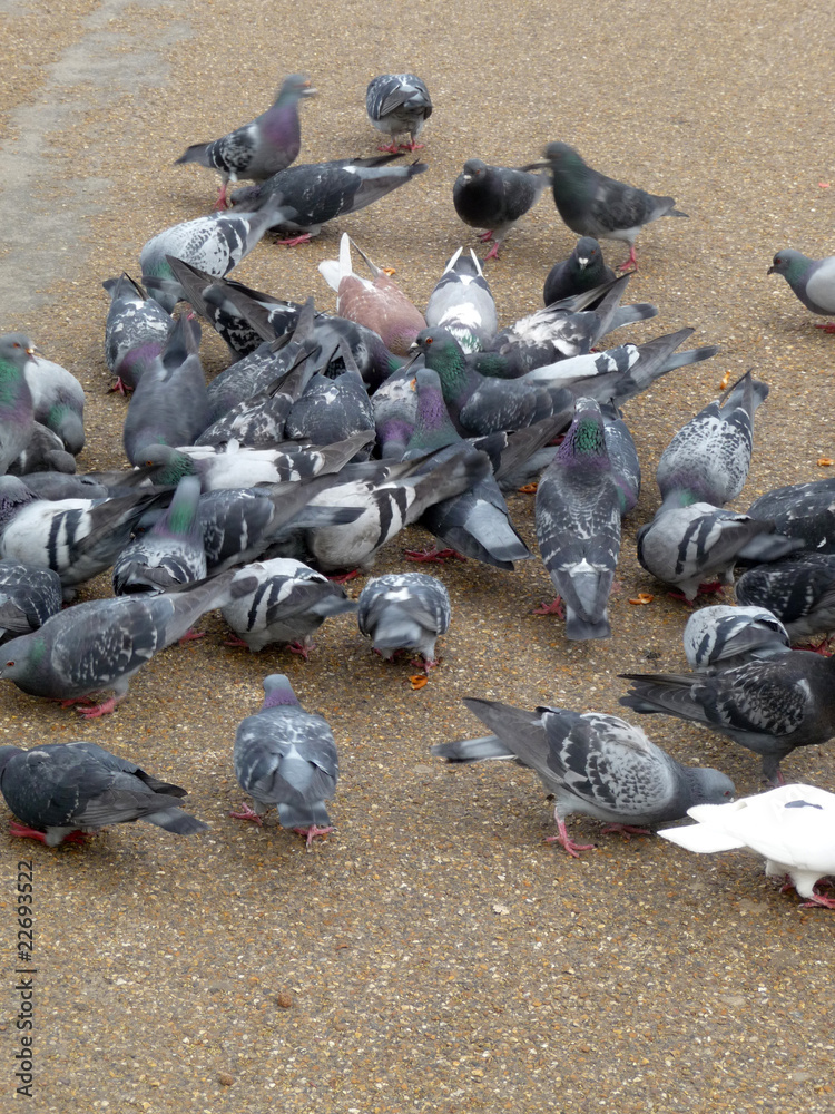 Fototapeta premium Pigeons