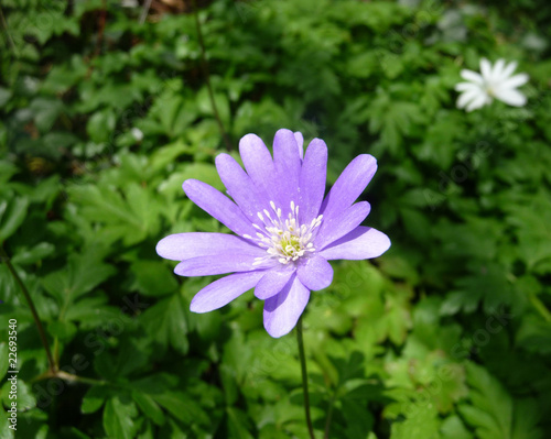 Spring Time Flowers