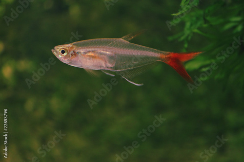 Fish in aquarium. Glass Bloodfish (Prionobrama filigera)