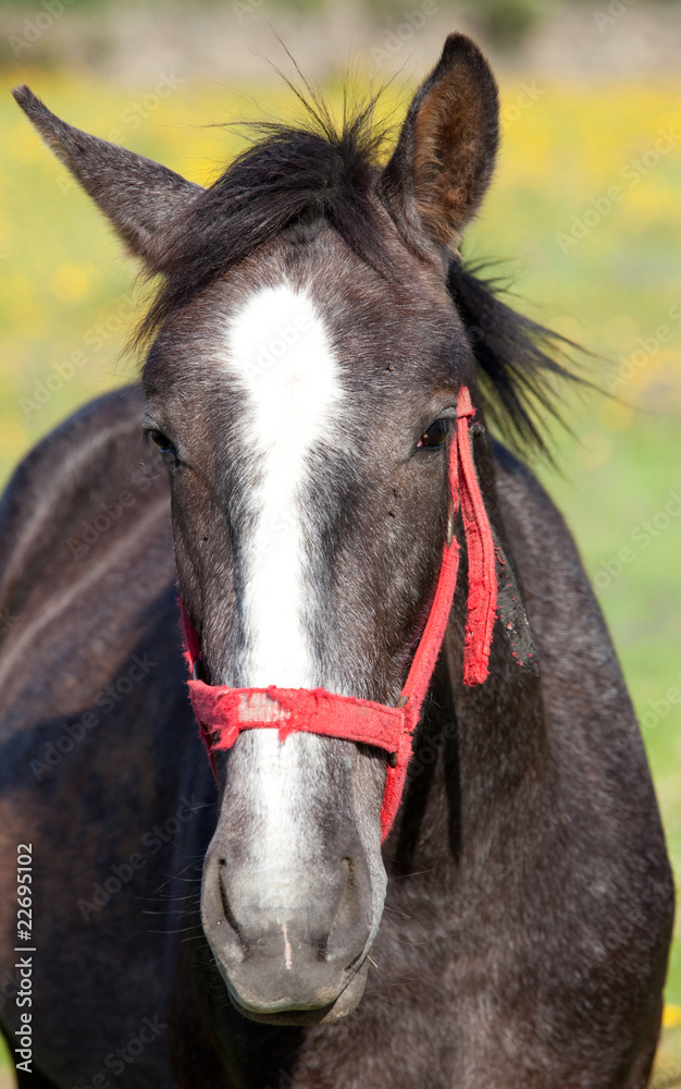 Fototapeta premium Nice horse