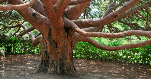 Bild auf Leinwand evergreen red tree Arbutus andrachne (Crimea, Ukraine)