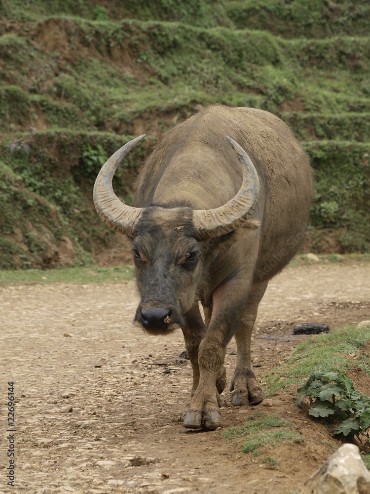 Bufalo en Sapa (Vietnam)