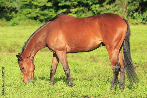 Cheval au pr  .