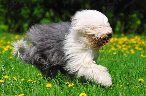 Hairy bobtail (old English sheepdog) running in park photo