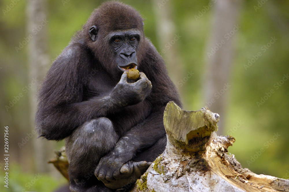 Obraz premium Jeune Gorille