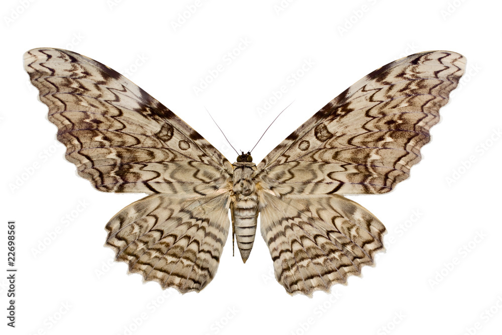 Fototapeta premium thysania agrippina