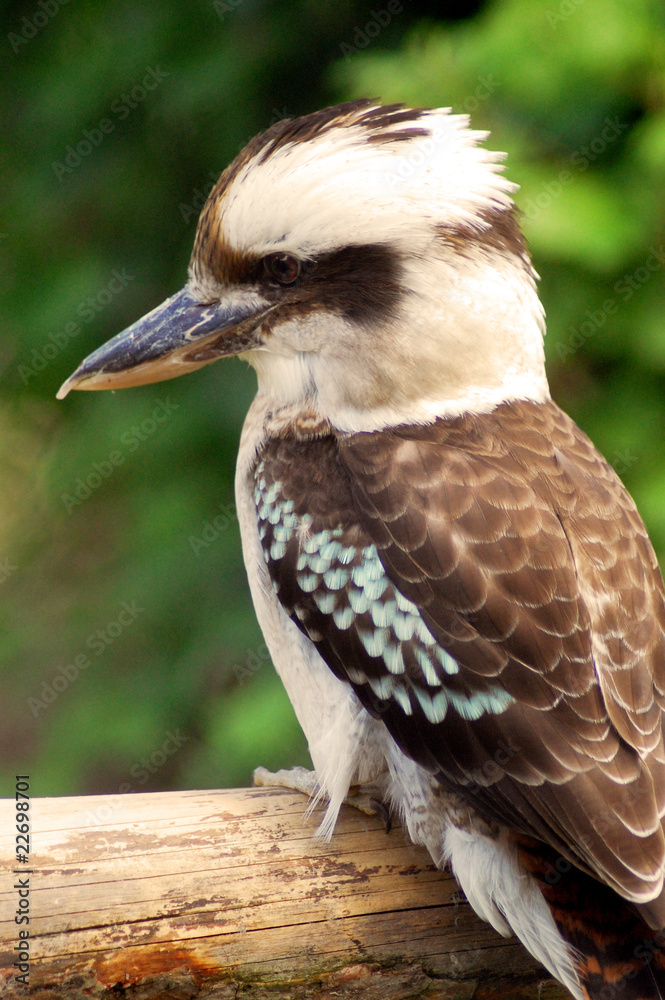 Kookaburra Kookaburra