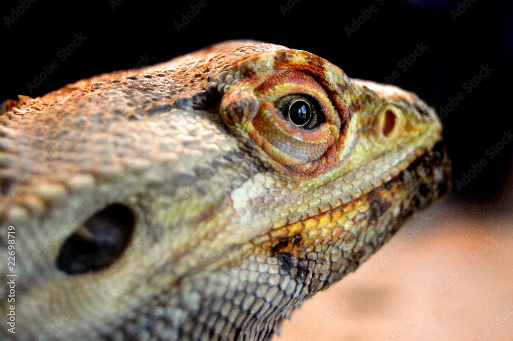 Fototapeta premium Bearded lizard