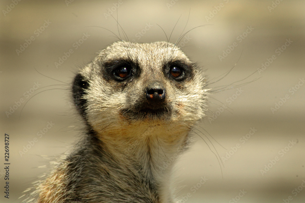 Meerkat Meerkat