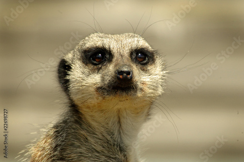 Meerkat