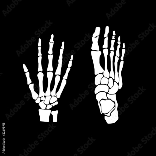 hand and feet bones vector illustration