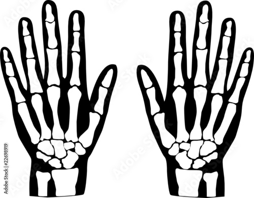 hands bones vector illustration