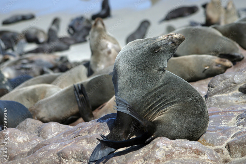 Fototapeta premium Robben - Namibia 17