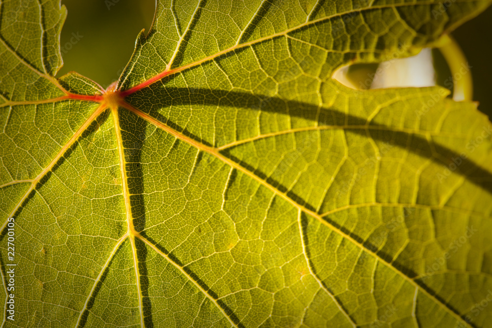 Obraz premium Dramatically Lit Grape Leaf on the Vine