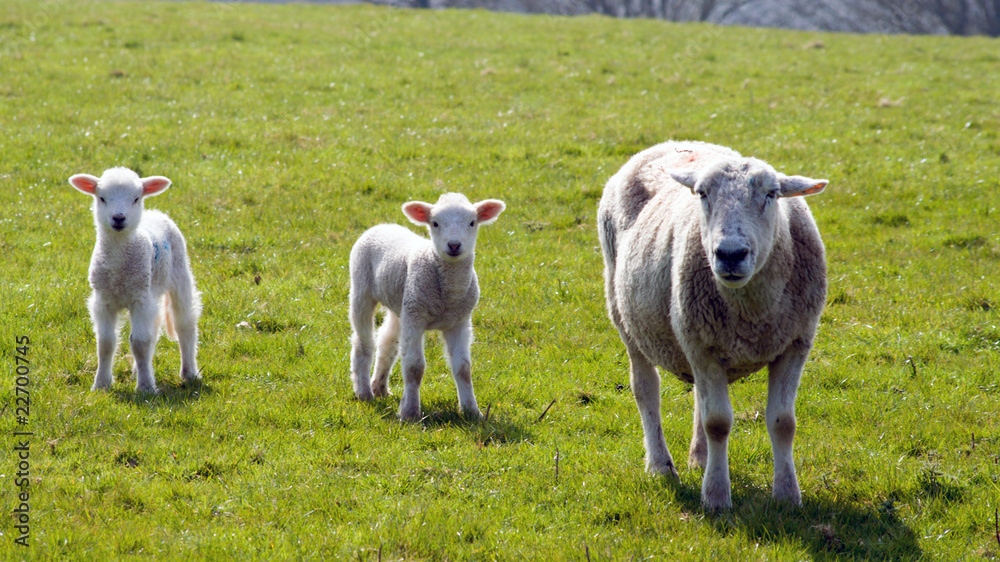 Young Lamb On Green Grass,Cornwall, UK Young Lamb On Green Grass,Cornwall, UK
