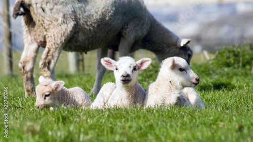 Young Lamb On Green Grass,Cornwall, UK