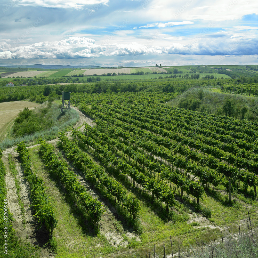 vineyard, Czech Republic vineyard, Czech Republic