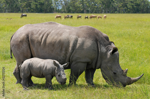 white rhinoceros with 2 weeks calf