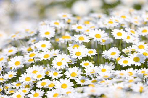 Fototapeta Naklejka Na Ścianę i Meble -  ノースポールの花畑