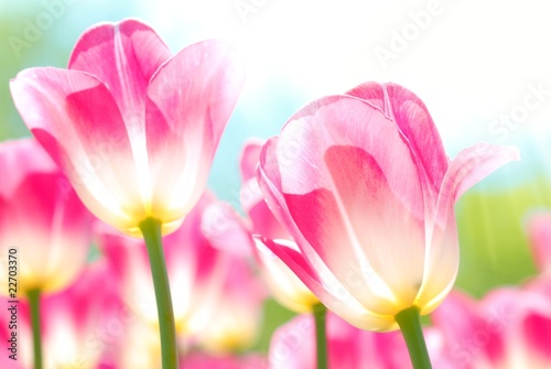 Fototapeta Naklejka Na Ścianę i Meble -  Closeup of tulips