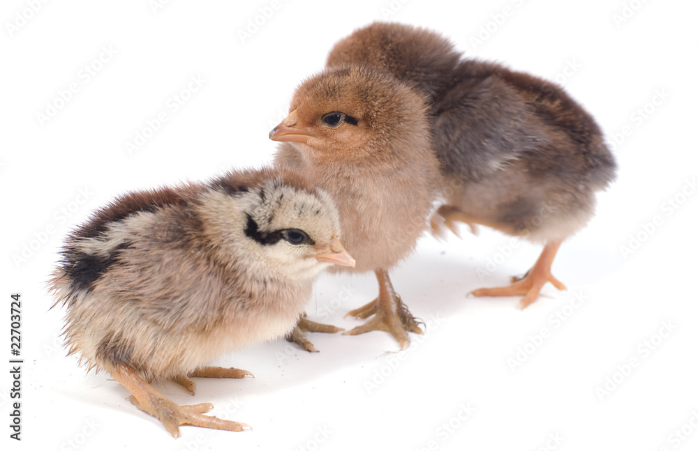 trois poussins sur fond blanc