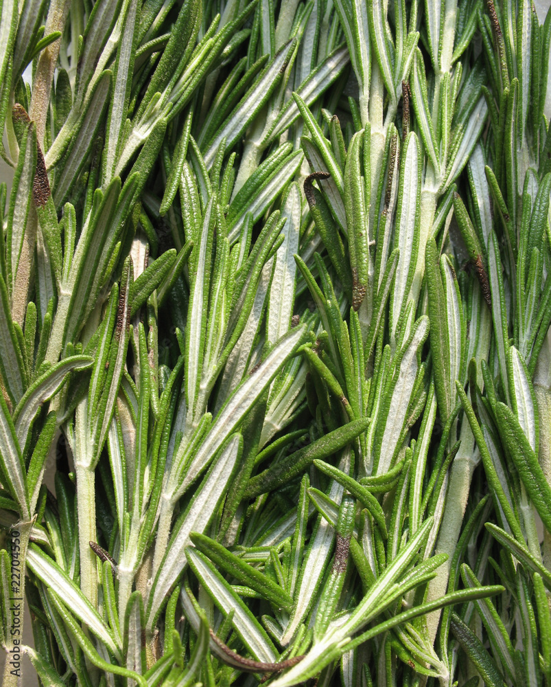 Fototapeta premium Rosemary (Rosmarinus officinalis)