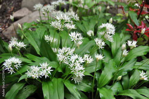 waldknoblauch photo