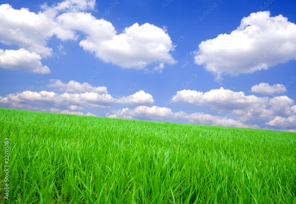 Field Field