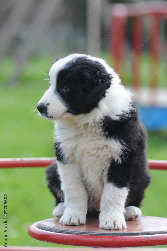 BORDER COLLIE, 2 MESI BORDER COLLIE, 2 MESI