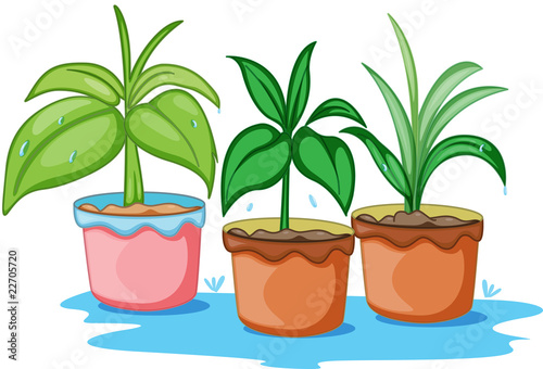 Three beautiful plants