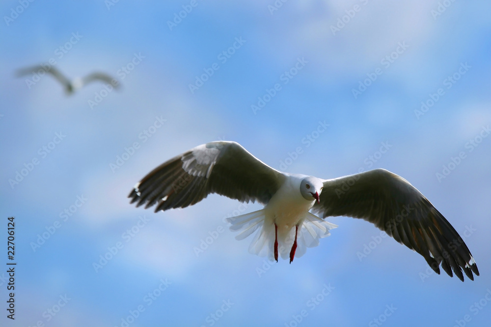 Obraz premium flying seagull