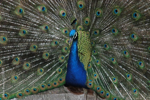 Peacock Plumage