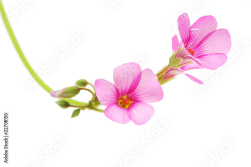 beautiful flowers with white background