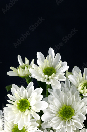 Chrysanthemums isolated