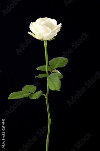 White rose on black