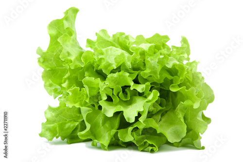 fresh lettuce salad isolated