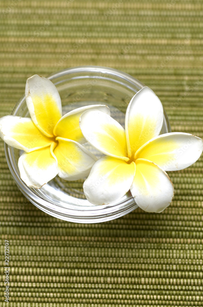 Spa image of frangipanis in scented water Spa image of frangipanis in scented water