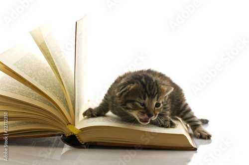 Fototapeta Naklejka Na Ścianę i Meble -  gattino sulle pagine di un libro