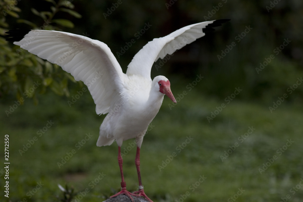 Fototapeta premium 羽ばたくシロトキ