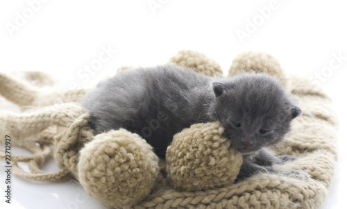 gattino addormentato sul pon pon © Silvia Ottaviano