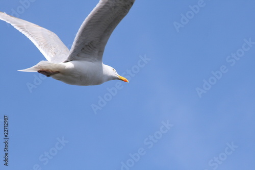 Mature seagull flying
