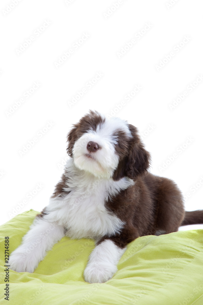 Bearded collie pup