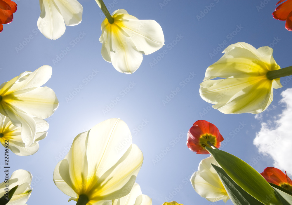 Fototapeta premium Tulip garden outdoor blue sky sunshine flower bloom blossom