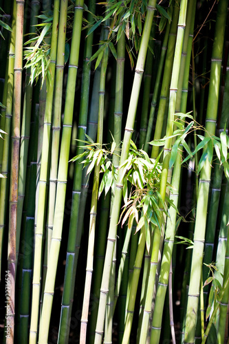Fototapeta Naklejka Na Ścianę i Meble -  Asian Bamboo forest with morning sunlight